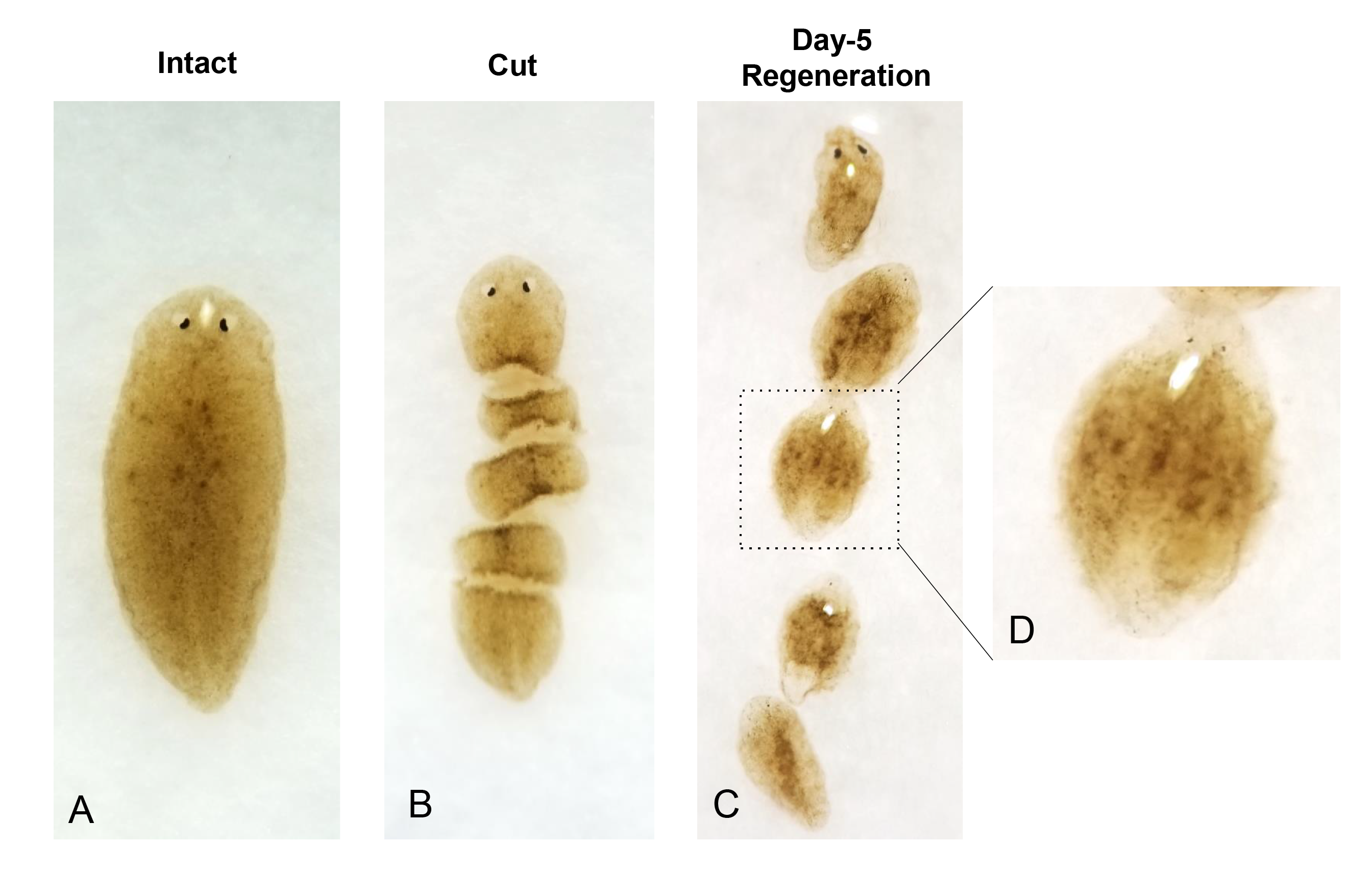 Planarian